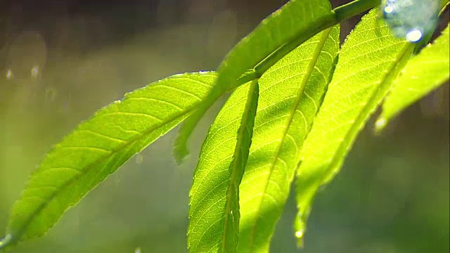 雨滴落在绿叶上特写视频素材