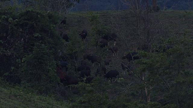 野生动物在泰国视频素材