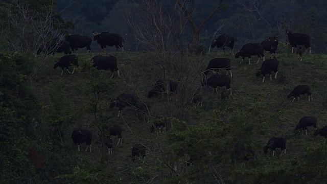 野生动物在泰国视频素材