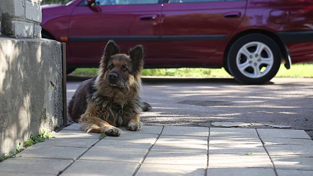 守卫院子的德国牧羊犬。狗在阴凉处休息。视频素材