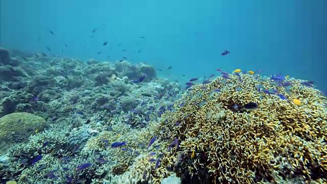 菲律宾保和岛的Balicasag岛水下的珊瑚和鱼群视频素材