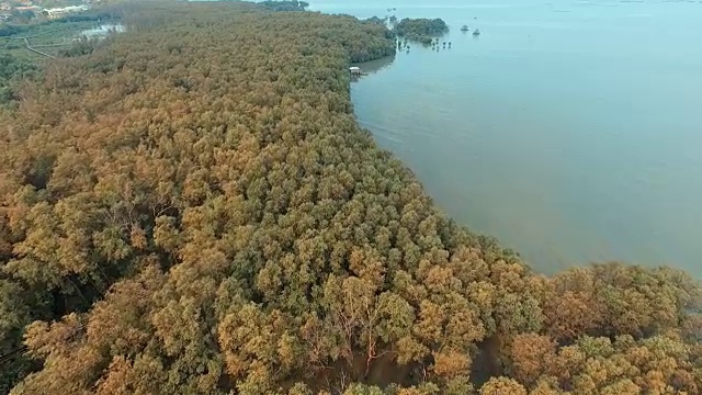 鸟瞰图:红树林视频素材