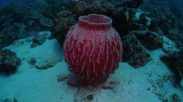 巨大的粉红色桶状海绵海底视频素材