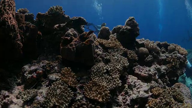 热带海洋珊瑚礁的海底尖顶视频素材