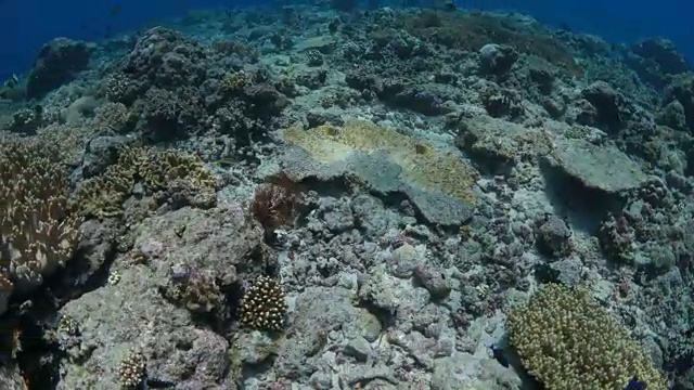 在热带海域的珊瑚礁潜水视频素材