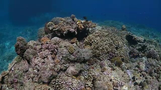 热带海洋中有丰富珊瑚的海底岩石视频素材