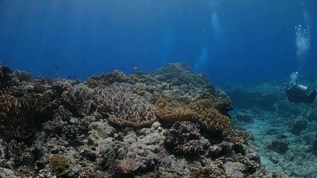 在丰富的珊瑚礁中潜水视频素材