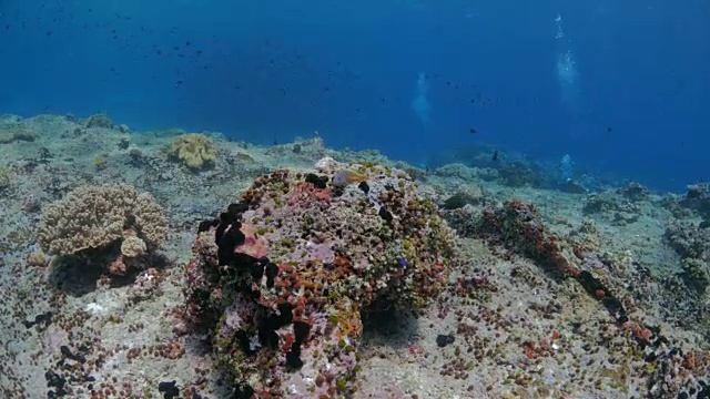 在美丽的珊瑚礁里潜水视频素材