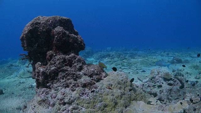 热带海洋中有珊瑚的海底尖顶视频素材