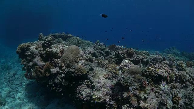 印度尼西亚的海底岩石和珊瑚视频素材