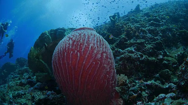 珊瑚礁中的巨型桶状海绵视频素材