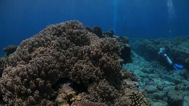 潜水员，海底尖峰，软珊瑚视频素材