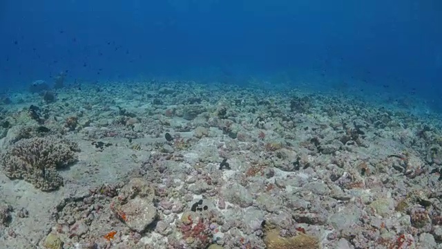 美丽的珊瑚海底视频素材