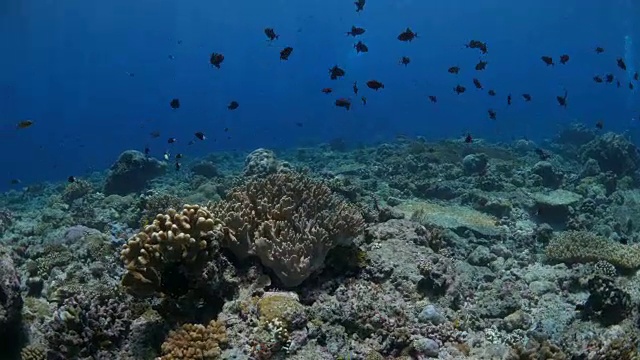 班达岛海底的触发鱼群视频素材