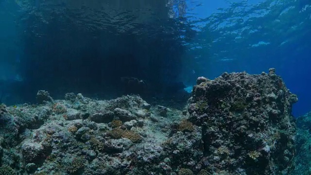 在热带海域的珊瑚礁中潜水视频素材