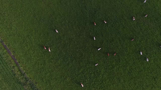 田野上牛的鸟瞰图视频素材