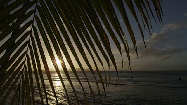 棕榈树的叶子在夕阳下的海面上摇摆，创造出光柱视频素材