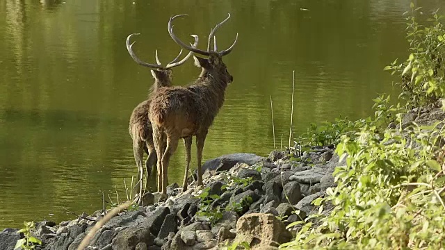 野生动物在泰国视频素材