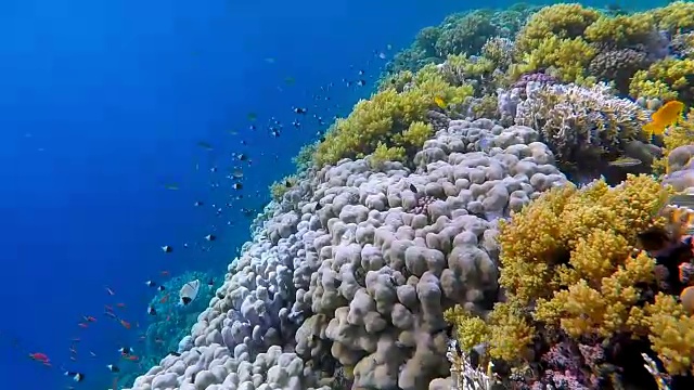 美丽多彩的珊瑚礁与小热带鱼在红海视频素材