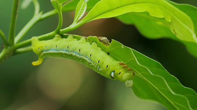 蠕虫毛虫吃植物的叶子和茎视频素材