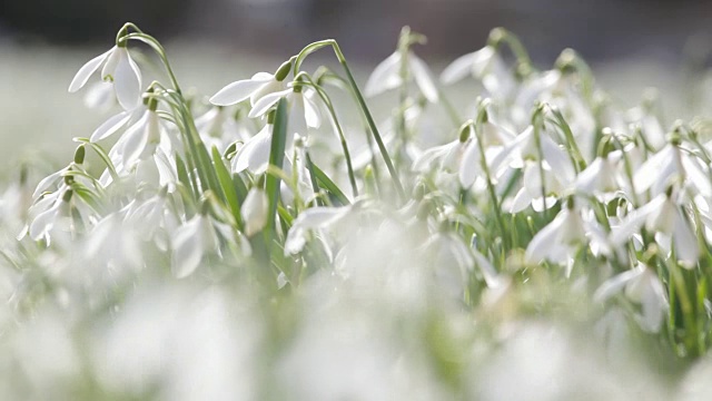 雪花莲花视频素材