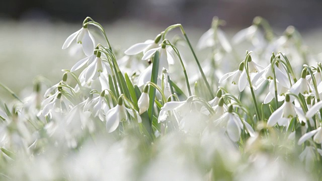 雪花莲花视频素材