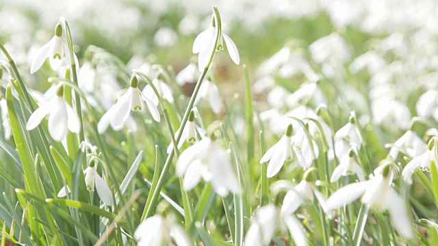 雪花莲花视频素材