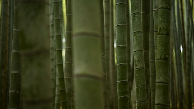 滚动焦点穿过一片竹林视频素材