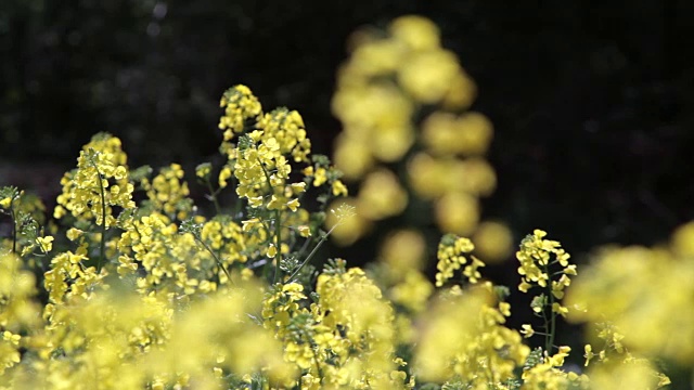 菜籽。视频素材