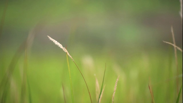 风吹过花草视频素材