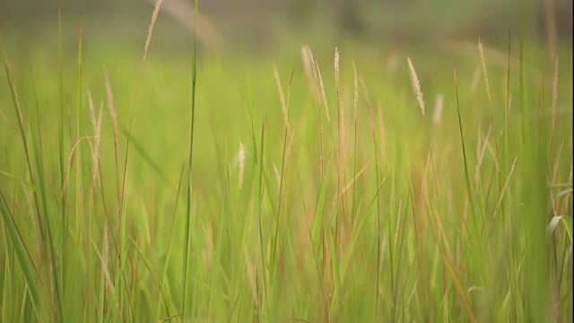 风吹过花草视频素材