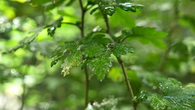 蜗牛在叶子上慢慢爬行视频素材