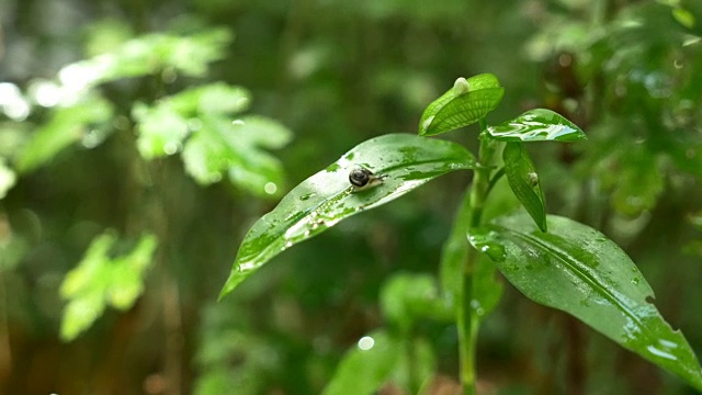 蜗牛在叶子上慢慢爬行视频素材