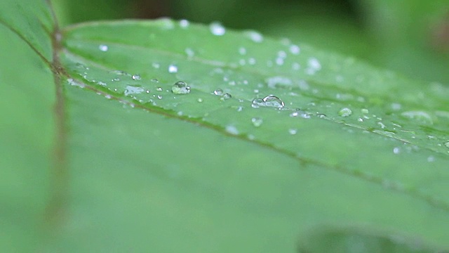 在春天的叶子上的雨滴的特写视频素材