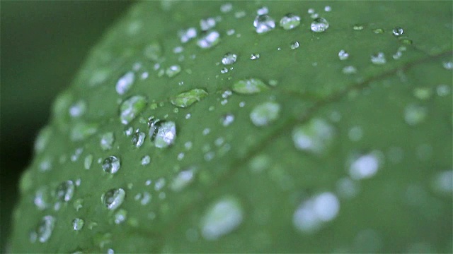 在春天的叶子上的雨滴的特写视频素材