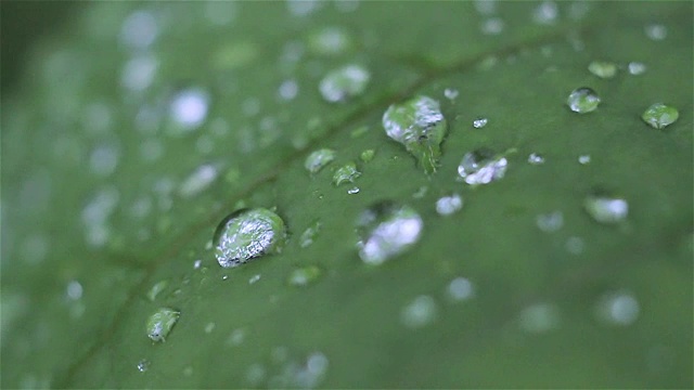 在春天的叶子上的雨滴的特写视频素材