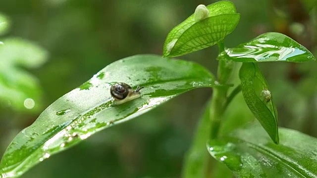 蜗牛在叶子上慢慢爬行视频素材