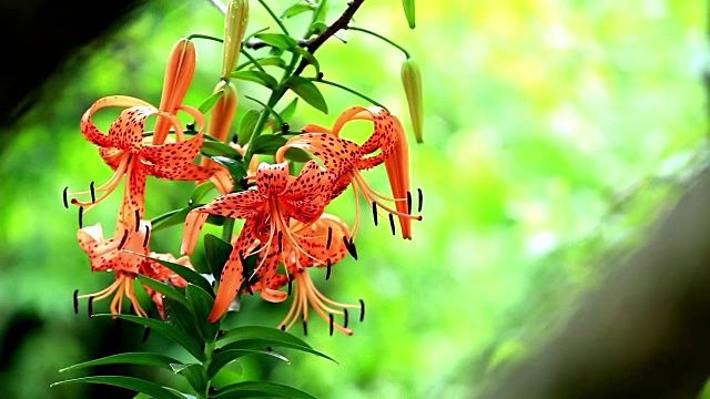 在仙梁地区虎莲野花的特写视频素材