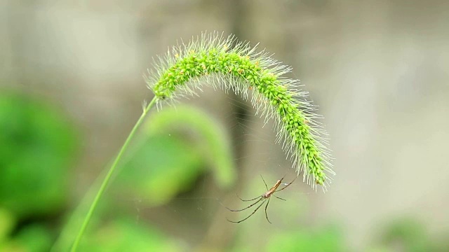 狗尾草和蜘蛛的特写视频素材