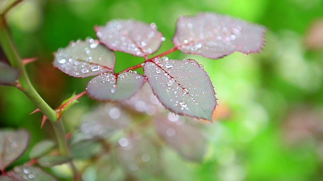 近距离观察树叶上的雨滴视频素材