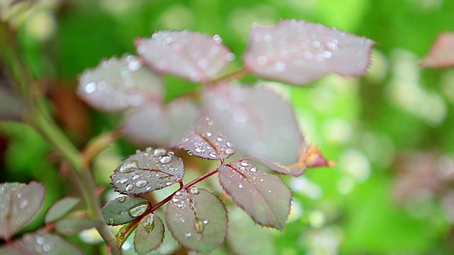 近距离观察树叶上的雨滴视频素材