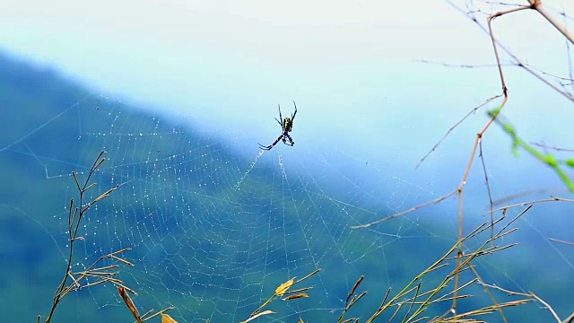 蜘蛛网上的雨滴和蜘蛛的特写视频素材