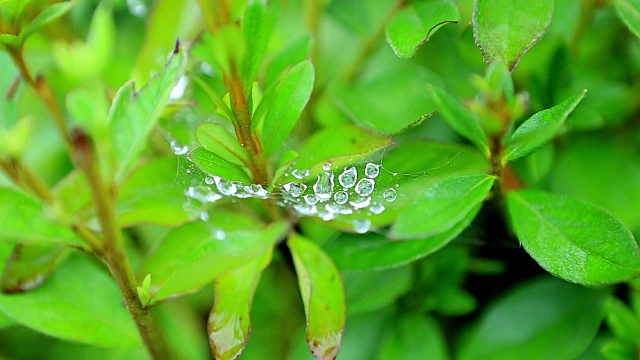 蜘蛛网上的雨滴与树叶的特写视频素材