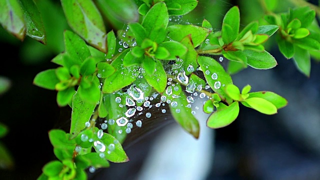 蜘蛛网上的雨滴与树叶的特写视频素材