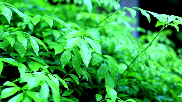 下雨天郁郁葱葱的森林视频素材