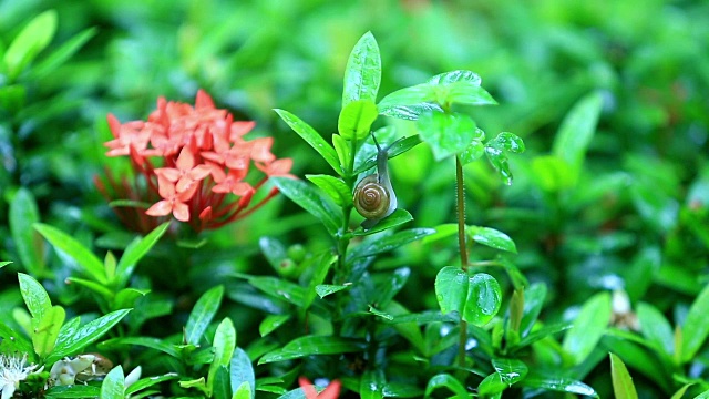 绿色的草和红色的花和蜗牛视频素材