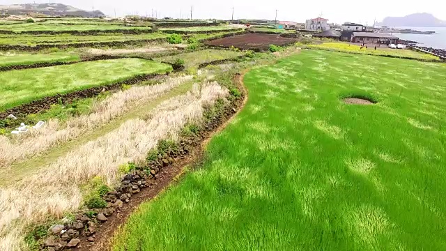 风吹过乌多岛的青大麦田视频素材