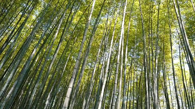 日本的竹林视频下载