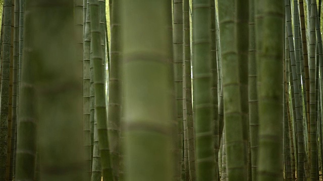 滚动焦点穿过一片竹林视频素材