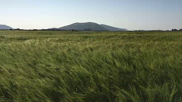 一阵风吹过麦田视频素材